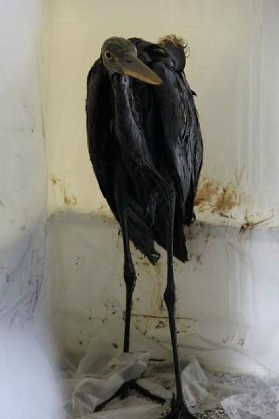 A distressed blue heron soaked with crude must be fed and stabilized before it can be cleaned. (Photo: Lend a Paw Animal Rescue/Facebook)