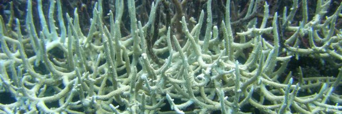 'Beyond Comprehension': In Just Two Years, Half of All Corals in 'Forever Damaged' Great Barrier Reef Have Died