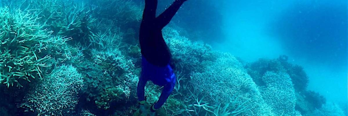 a diver looks at bleached coral along Australia's Great Barrier Reef