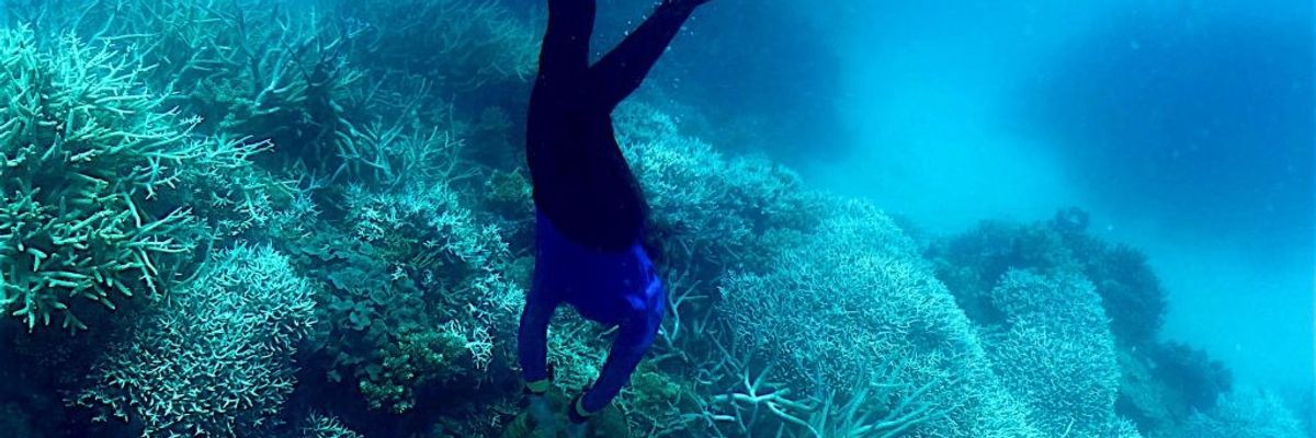 a diver looks at bleached coral along Australia's Great Barrier Reef