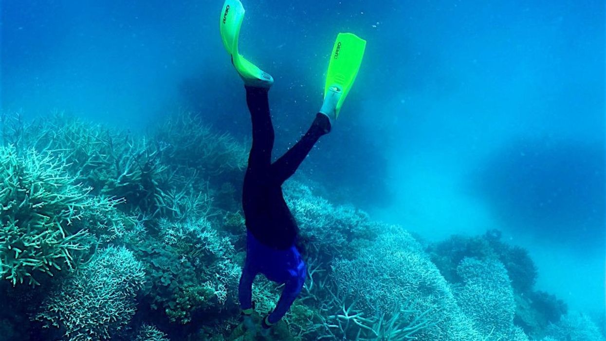 a diver looks at bleached coral along Australia's Great Barrier Reef