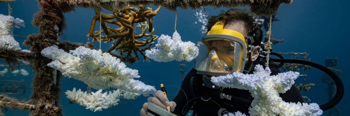 A diver looks at coral nurseries
