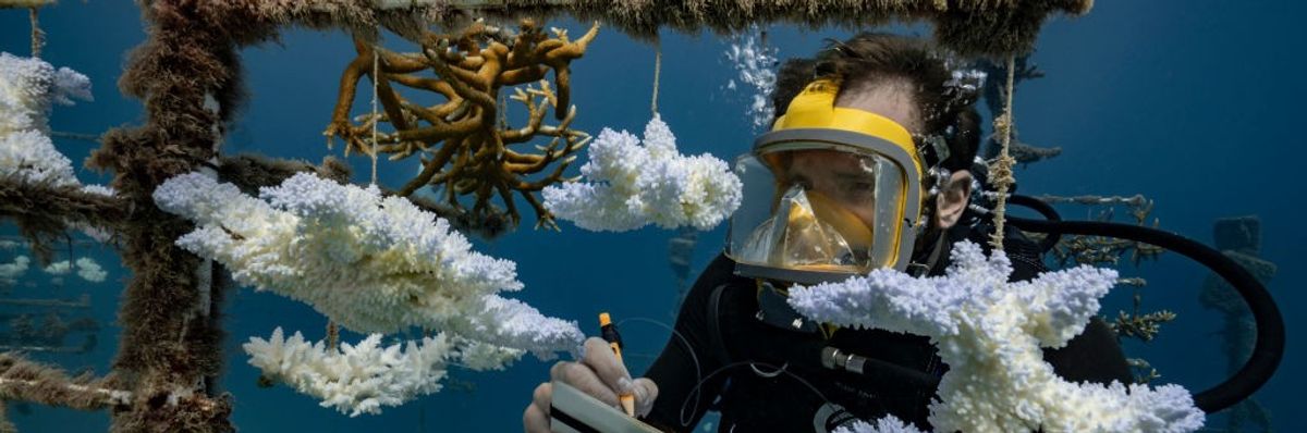 A diver looks at coral nurseries