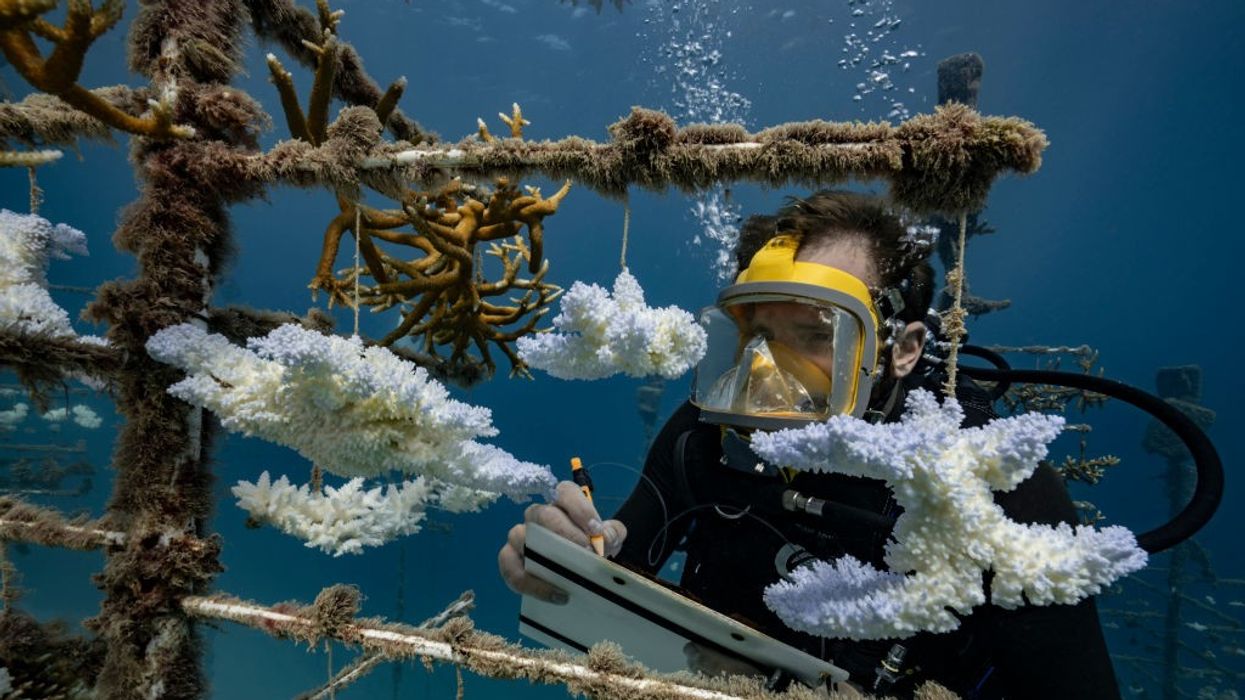 A diver looks at coral nurseries