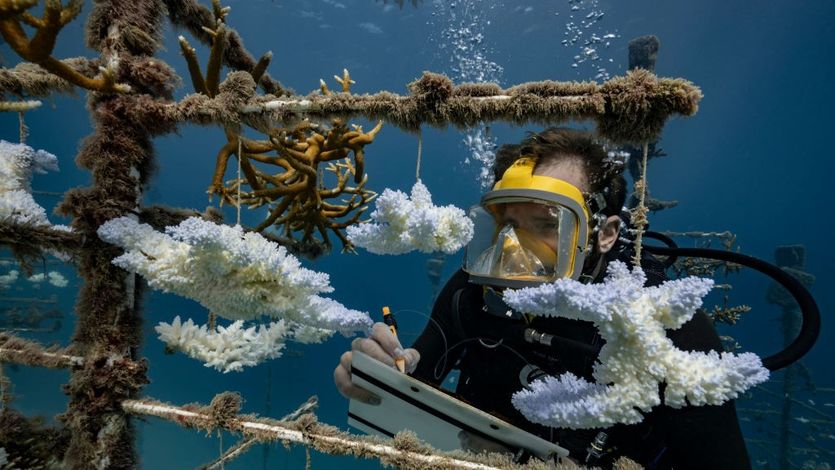A diver looks at coral nurseries