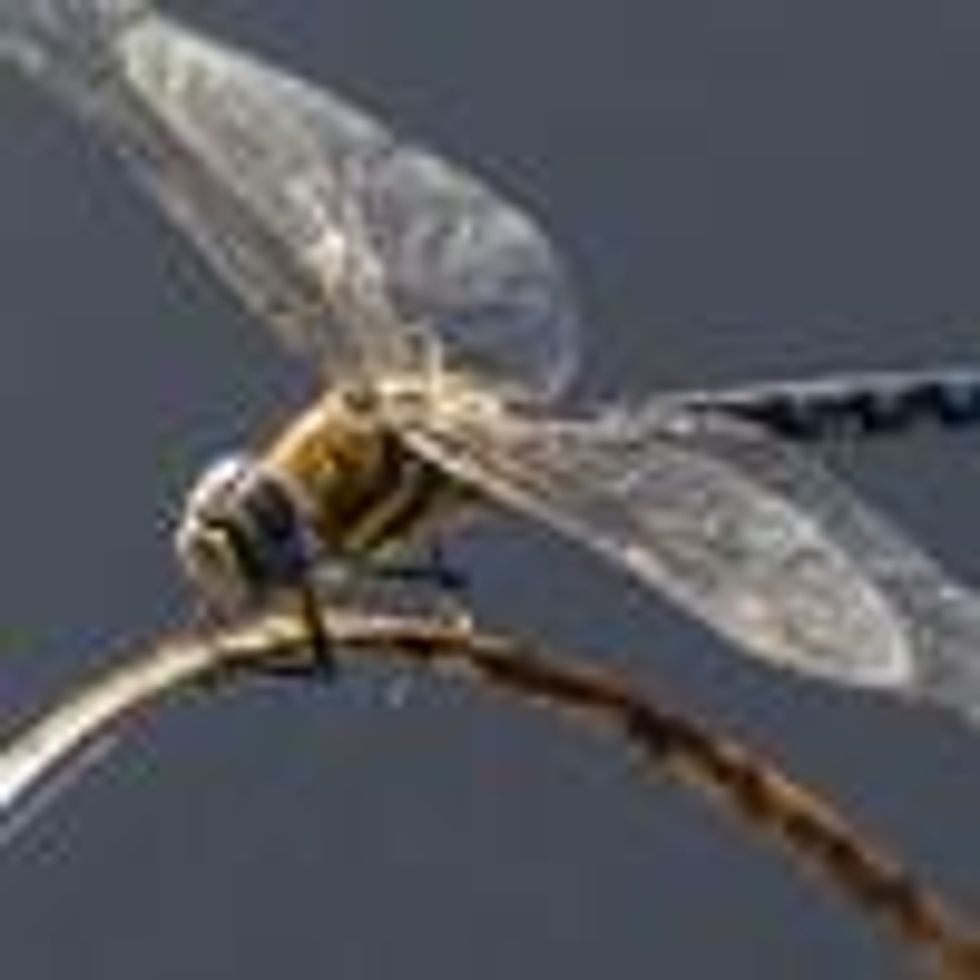 A dragonfly sits in reedbeds on the Isle of Grain on August 31, 2016 in Isle of Grain, England. (Photo: Dan Kitwood/Getty Images)