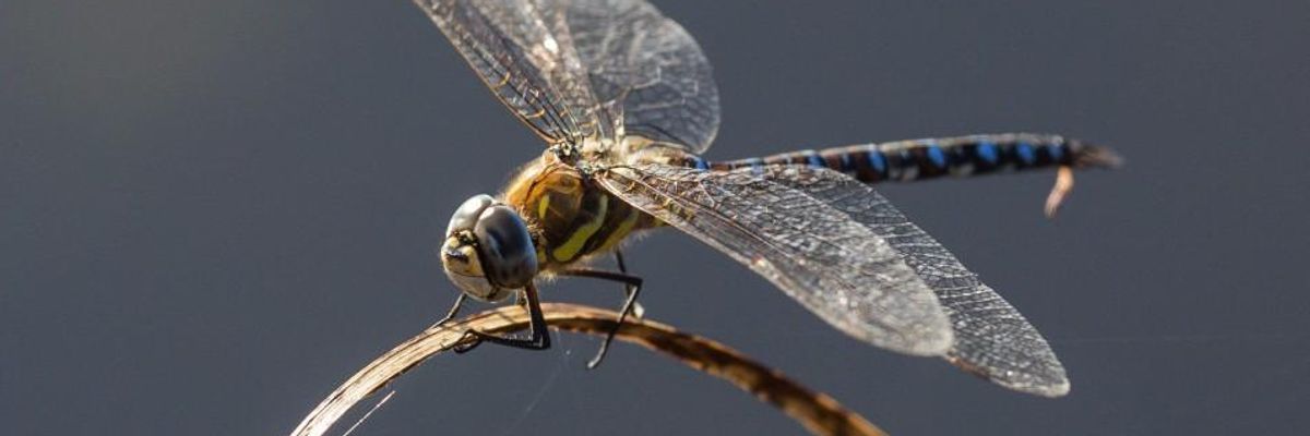 'Nature Is Under Siege': Scientists Sound Alarm About Insect Apocalypse