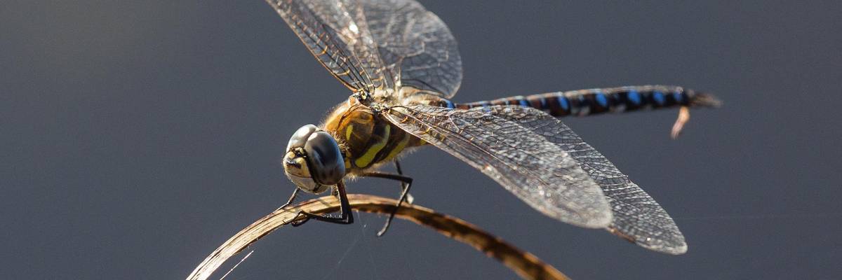 Scientists Warn Crashing Insect Population Puts 'Planet's Ecosystems and Survival of Mankind' at Risk