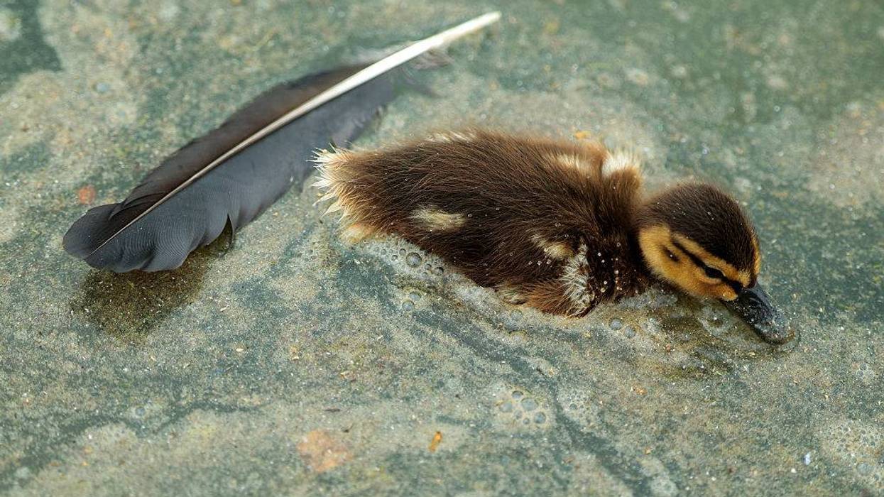 Experts Fear Trump Has Turned Reflecting Pool Into a 'Giant Duck Death Trap'