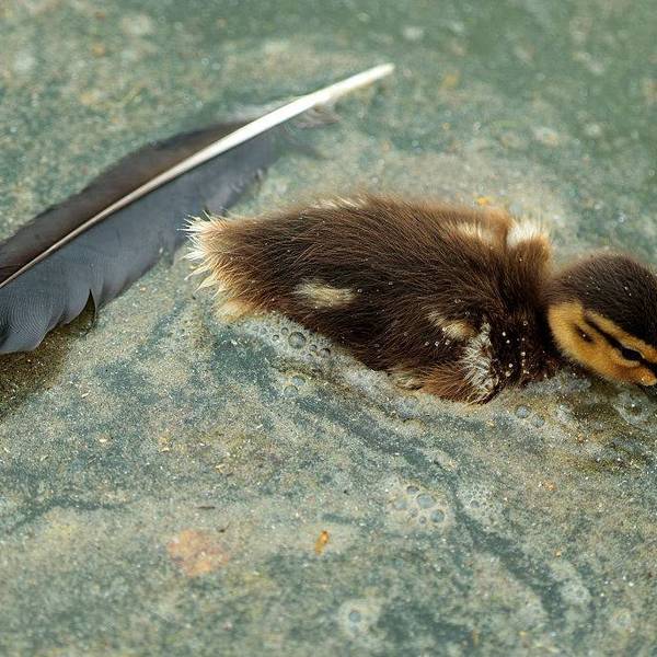 Experts Fear Trump Has Turned Reflecting Pool Into a 'Giant Duck Death Trap'