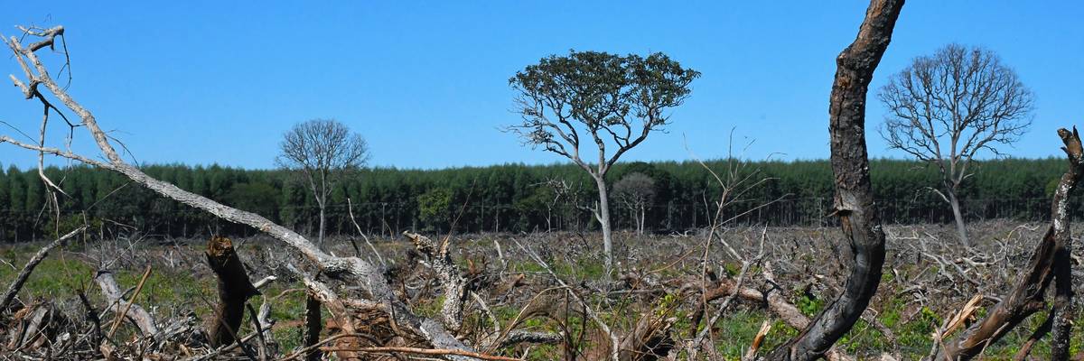 A eucalyptus plantation grows against a blue sky in Brazil.