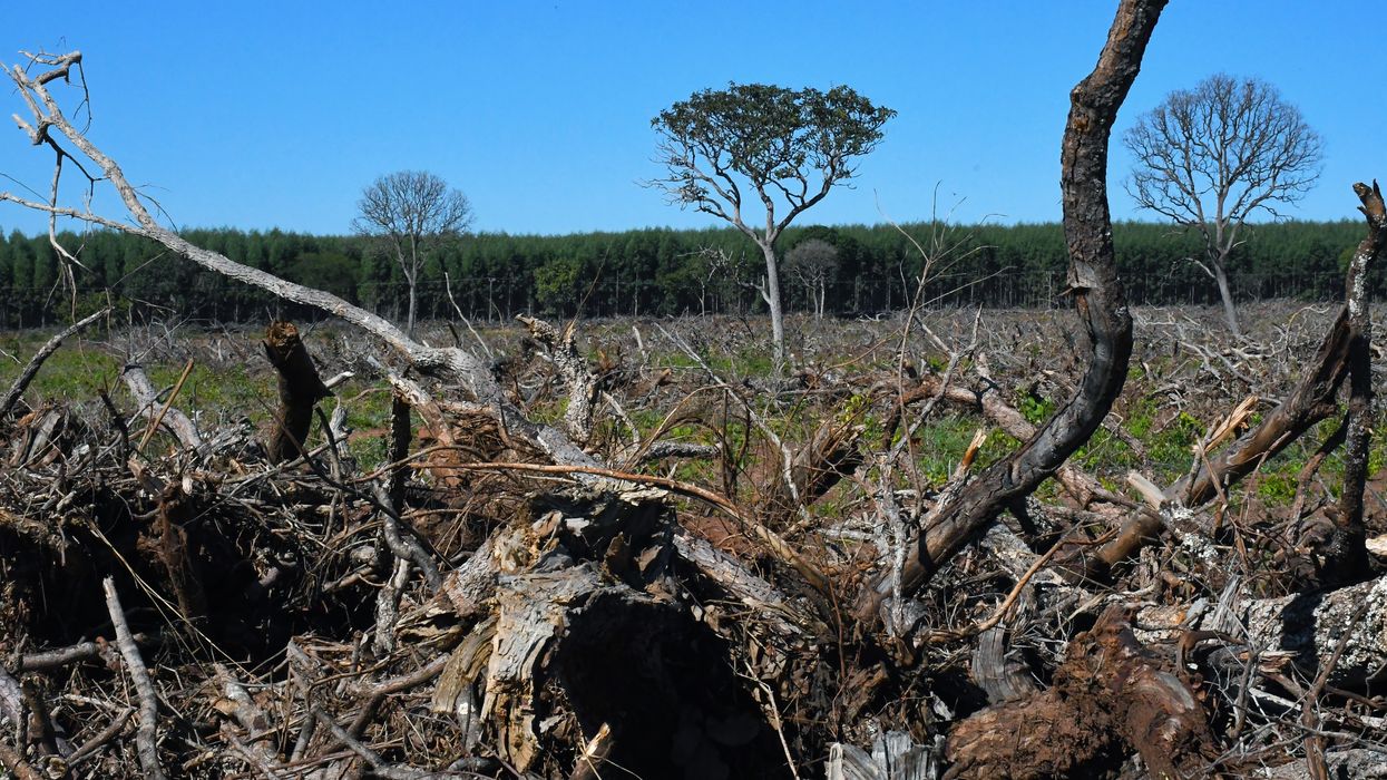 A eucalyptus plantation grows against a blue sky in Brazil.