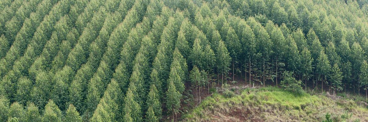 A eucalyptus plantation is seen in São Luis do Paraitinga, Brazil on January 1, 2015.