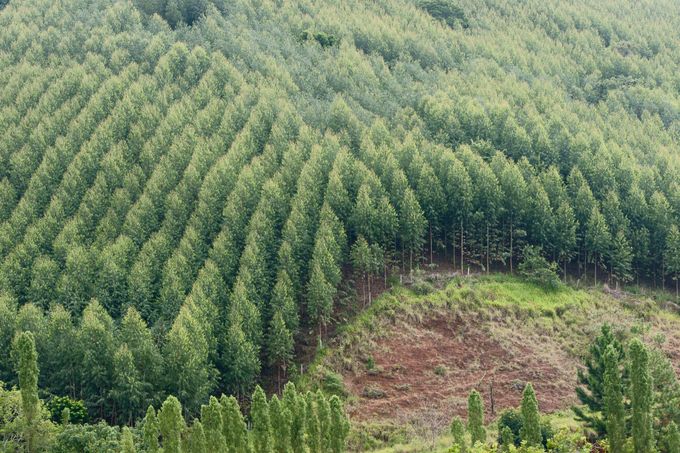 A eucalyptus plantation.