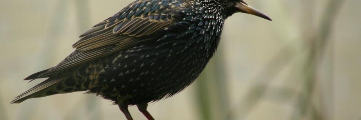 'Alarm Bells Are On': New Study Links Neonics to Bird Declines