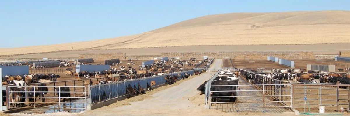 A factory farm is seen in Ione, Oregon.