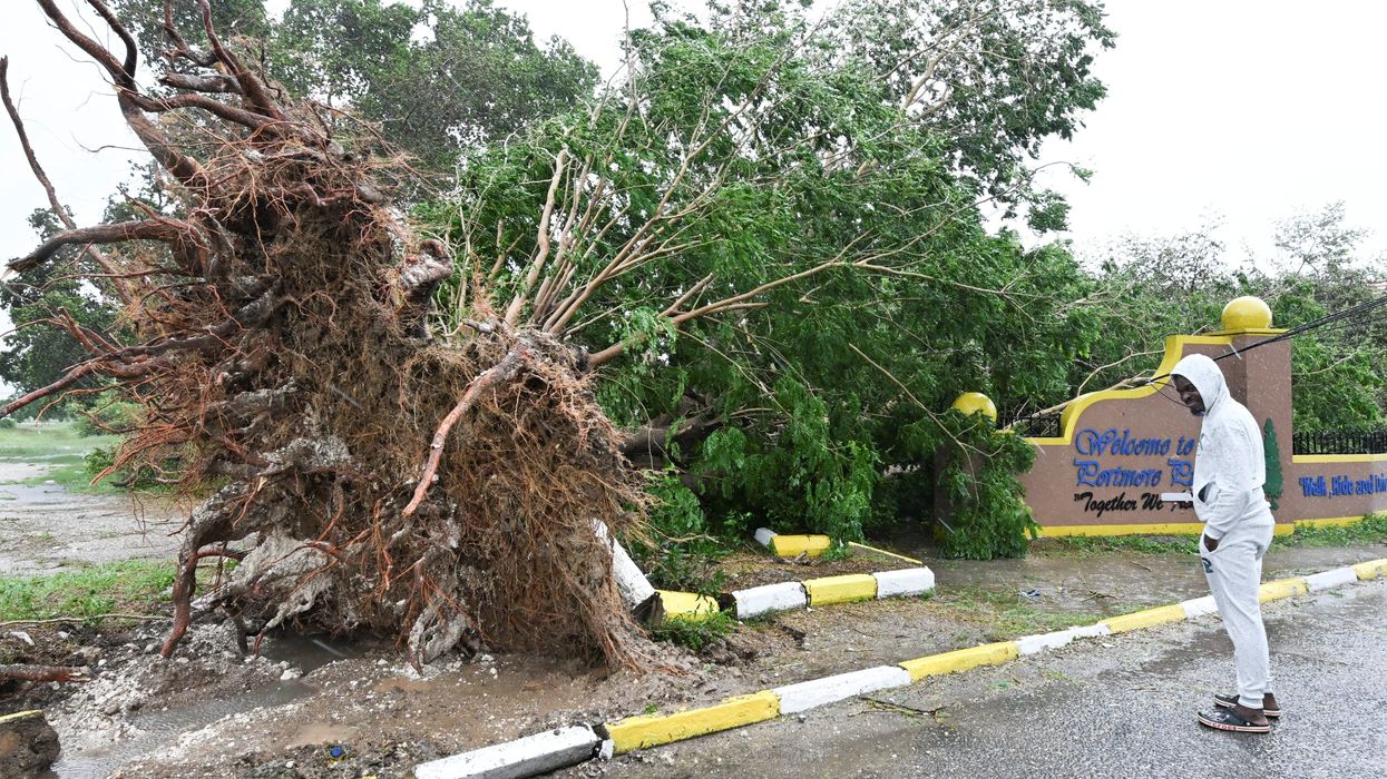 A fallen tree in Jamaica during Hurricane Melissa.