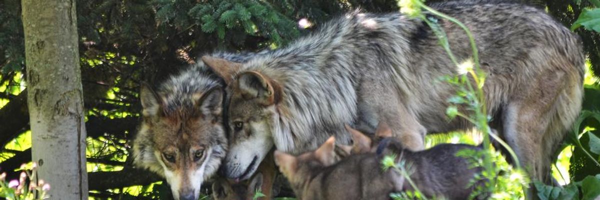 Despite 'Meager Numbers,' Trump Administration Removes Gray Wolves From Endangered Species List