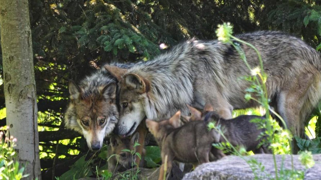 This Endangered Species Day, Let's Reconnect with Our Natural World