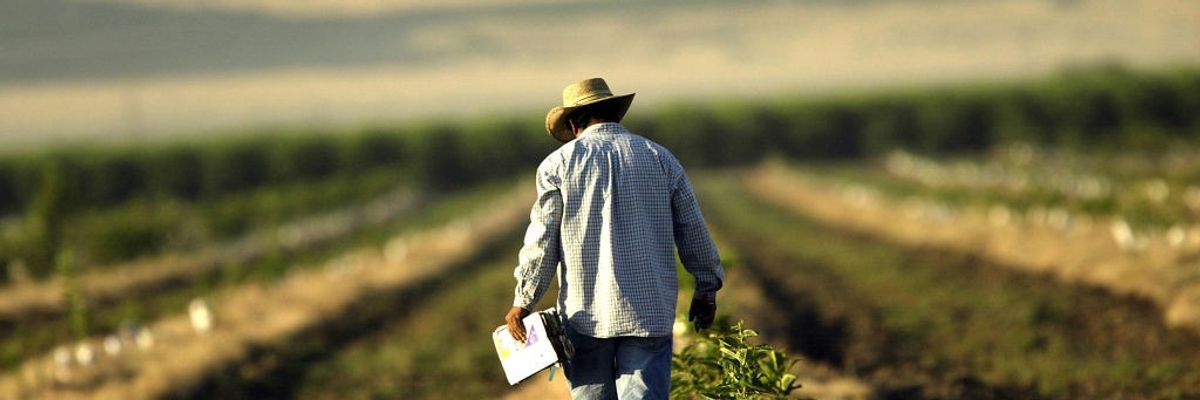A farm worker walks a field