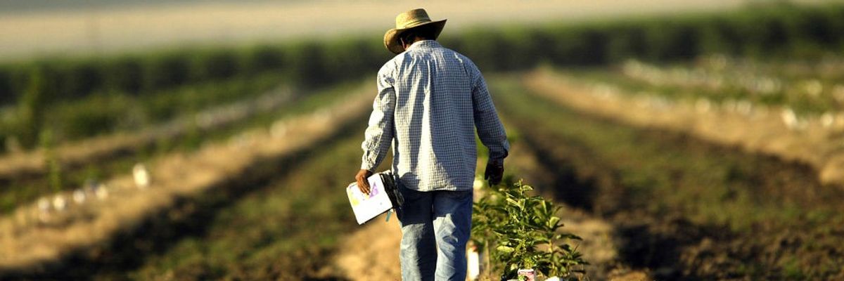 A farm worker walks a field