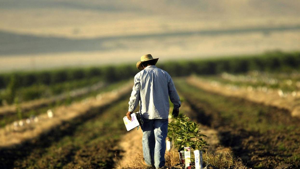 A farm worker walks a field