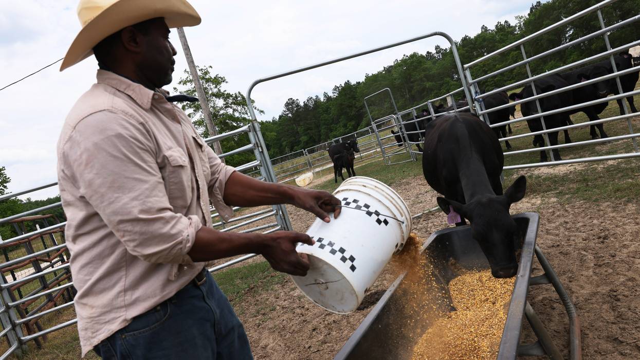 A farmer feeds his cows.