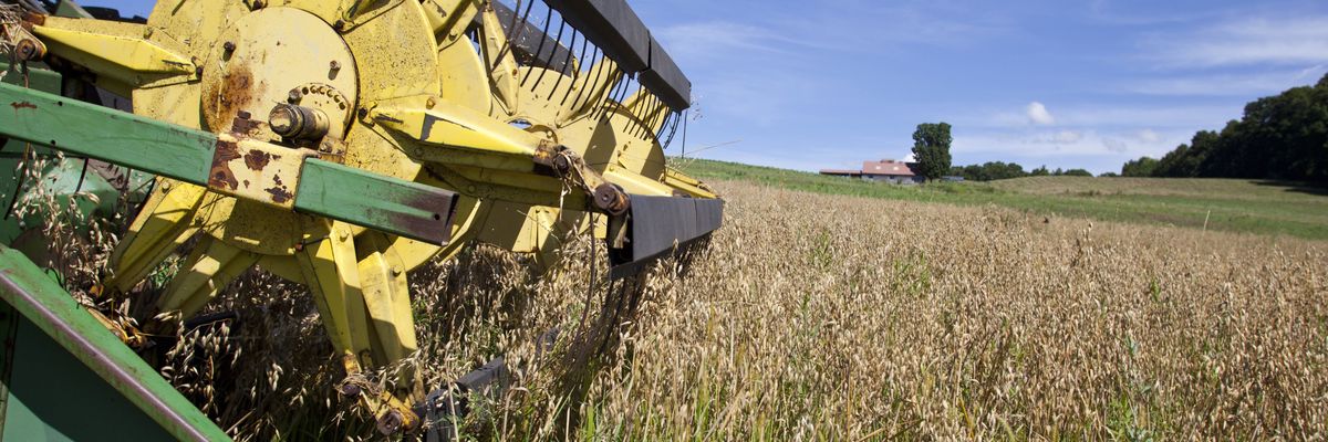 A farmer harvesting oats.
