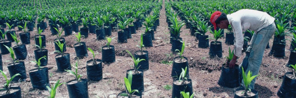 A farmer in a red hat tends to oil palm trees in rows.