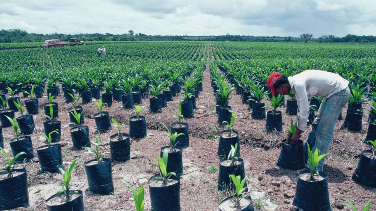A farmer in a red hat tends to oil palm trees in rows.