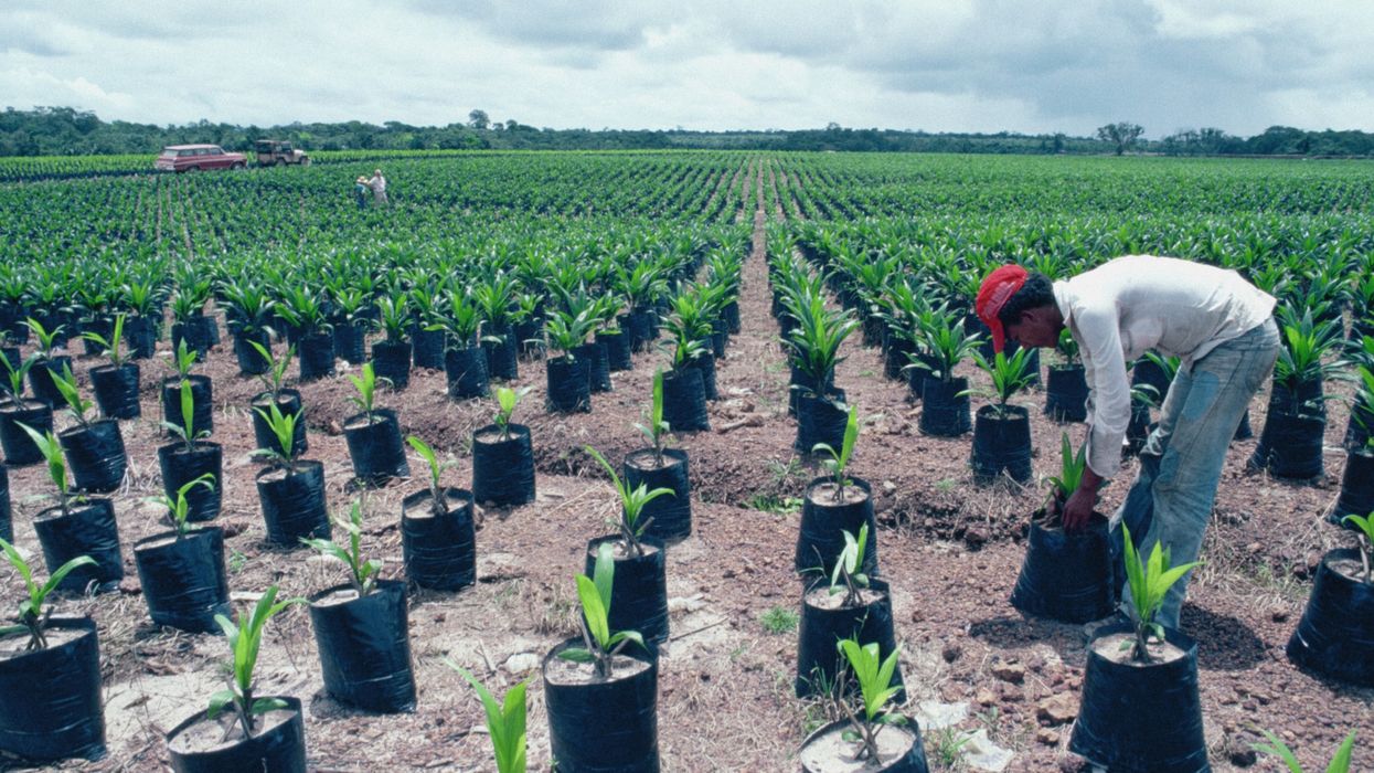 A farmer in a red hat tends to oil palm trees in rows.