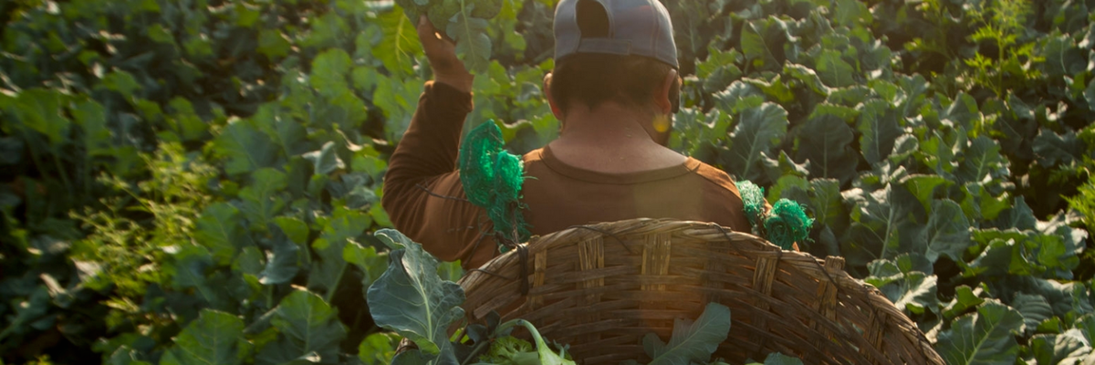 Bayer Goes After Mexico for Glyphosate Ban