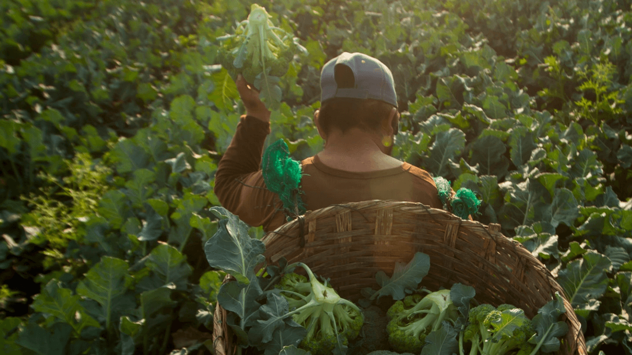 Bayer Goes After Mexico for Glyphosate Ban