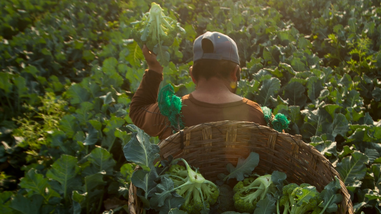 Bayer Goes After Mexico for Glyphosate Ban