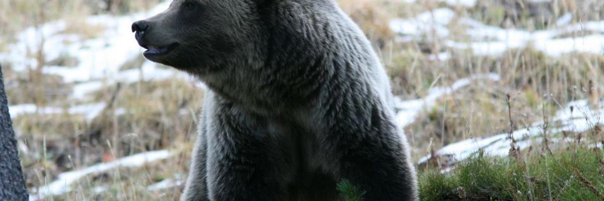 Stay of Execution for Yellowstone Grizzly Bears as Court Rules Trump Admin Illegally Gutted Protections