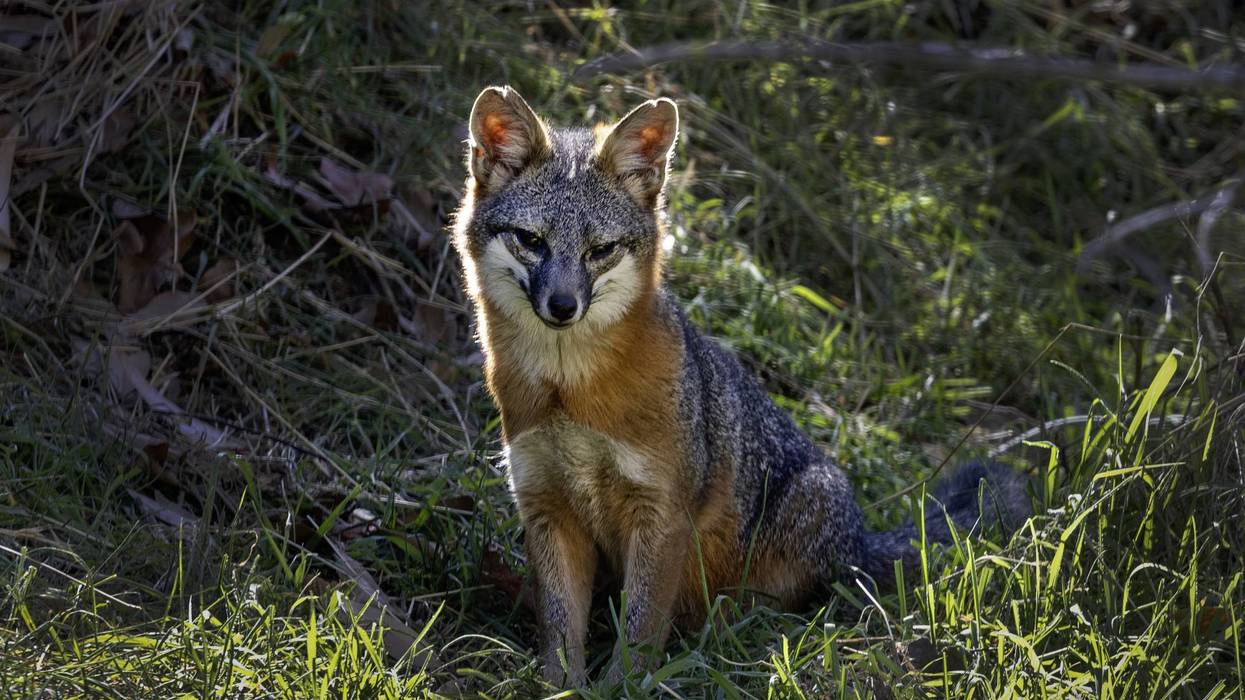 A federally endangered Catalina Island fox