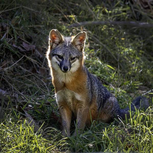 A federally endangered Catalina Island fox