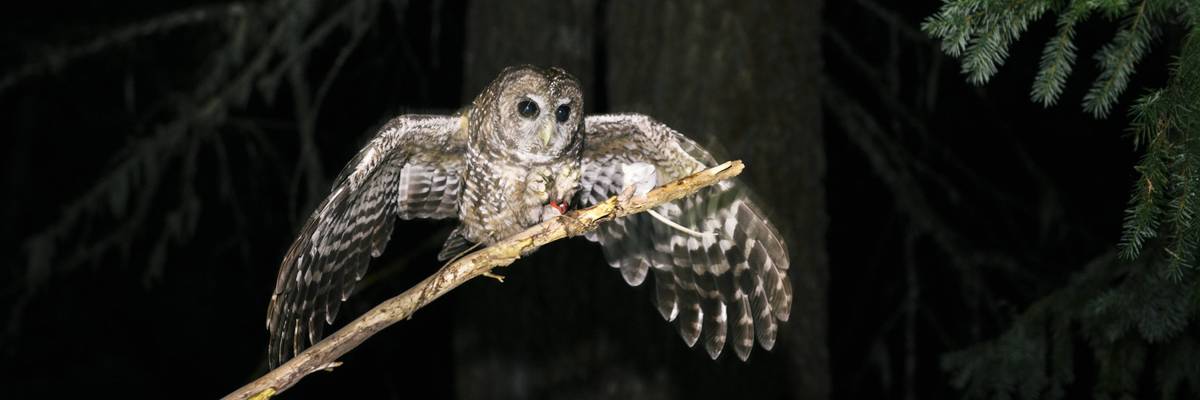 A female northern spotted owl catches a mouse on a stick held by a wildlife biologist