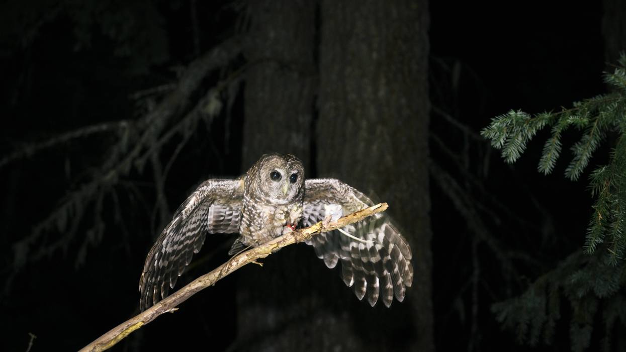 A female northern spotted owl catches a mouse on a stick held by a wildlife biologist