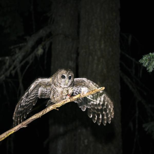 A female northern spotted owl catches a mouse on a stick held by a wildlife biologist