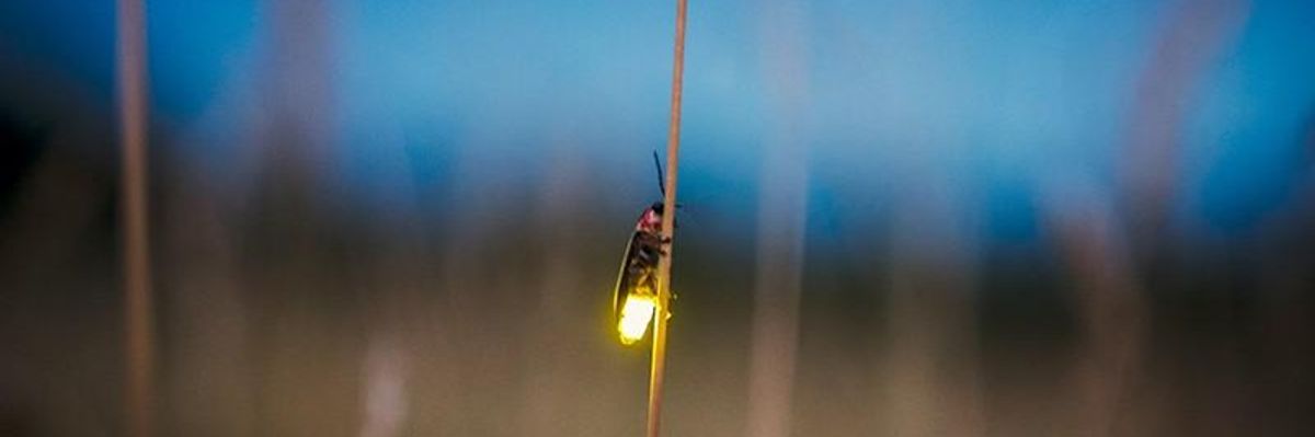 Fireflies' Glow Could Soon Be Extinguished by Human Actions