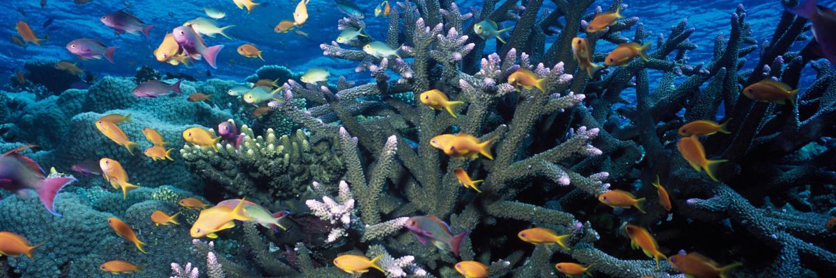A fish and coral community is seen in the Great Barrier Reef