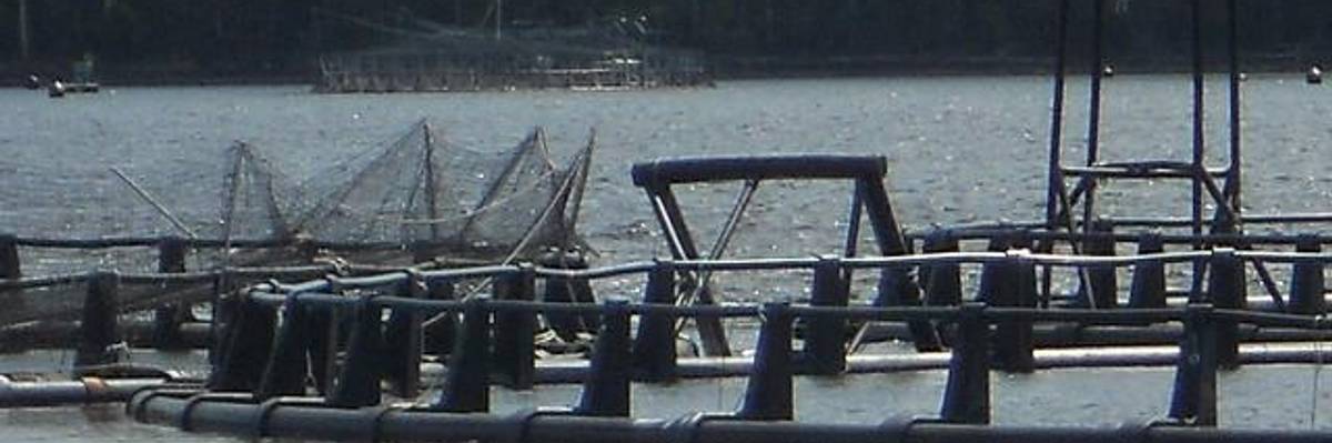 Canadian Company Threatens NAFTA Investor-State Challenge Over Washington State Legislation Against Fish Farms