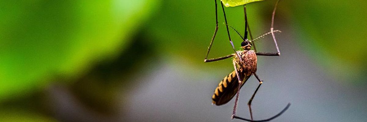 'A Jurassic Park Experiment': Watchdog Groups Denounce Decision to Release Genetically Modified Mosquitoes in Florida