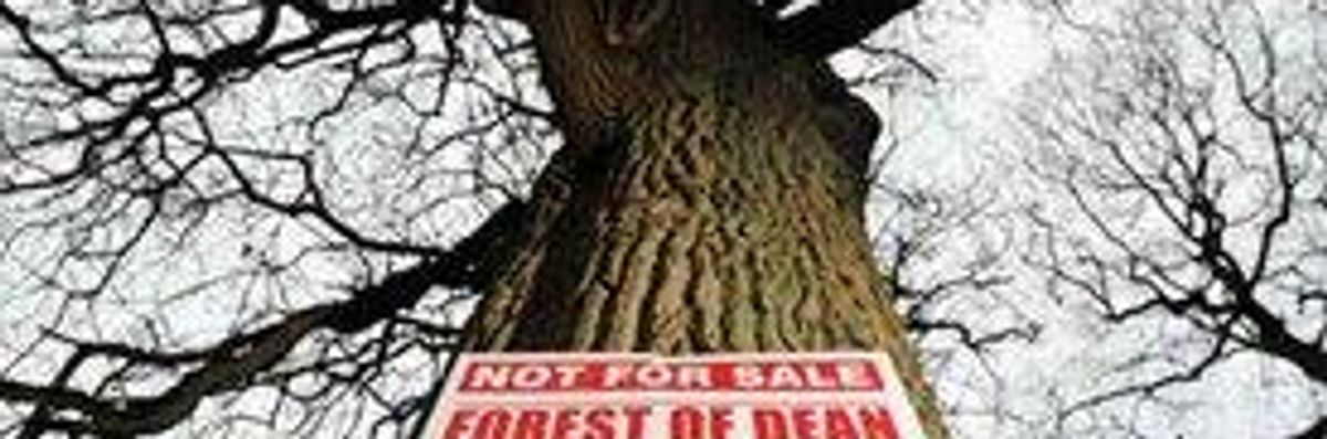 UK Forest Sell-Off: 'People Power' Forced U-Turn, say Campaigners