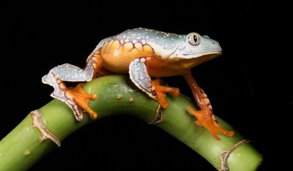 A fringed leaf frog (Cruziohyla craspedopus). (Photo: Sue Cro/flickr/cc)