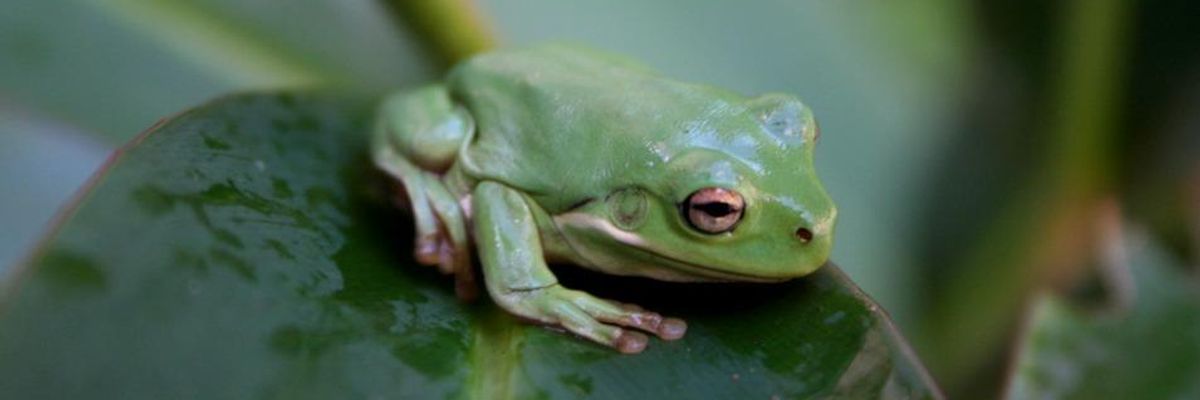 'Most Destructive Pathogen Ever' Has Created Zombie-Like Apocalypse for World's Amphibians