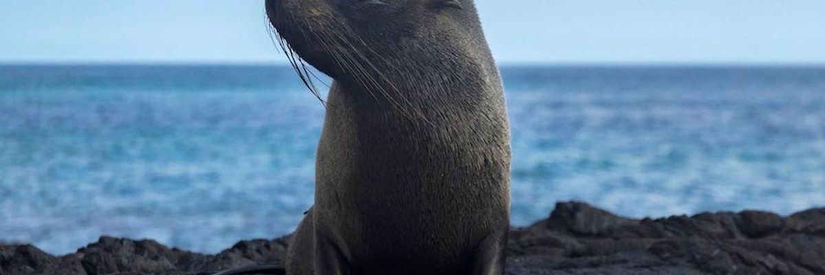 Proposal to 'Pave Paradise' in Galapagos Islands for US Military Airstrip Met With Criticism in Ecuador and Beyond