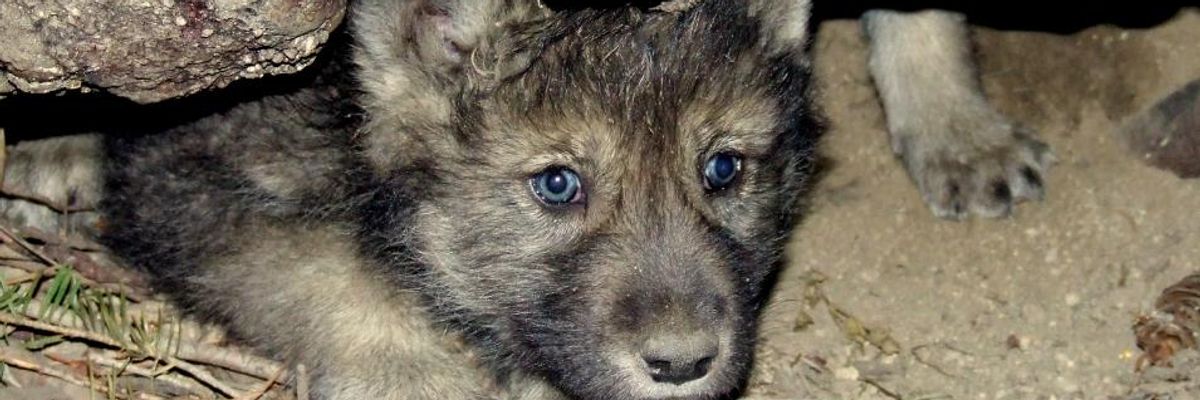 'Reckless, Violent, Massacre' of 570 Wolves and Wolf Pups in Idaho Bolsters Alarm Over Trump Attack on Species Protections