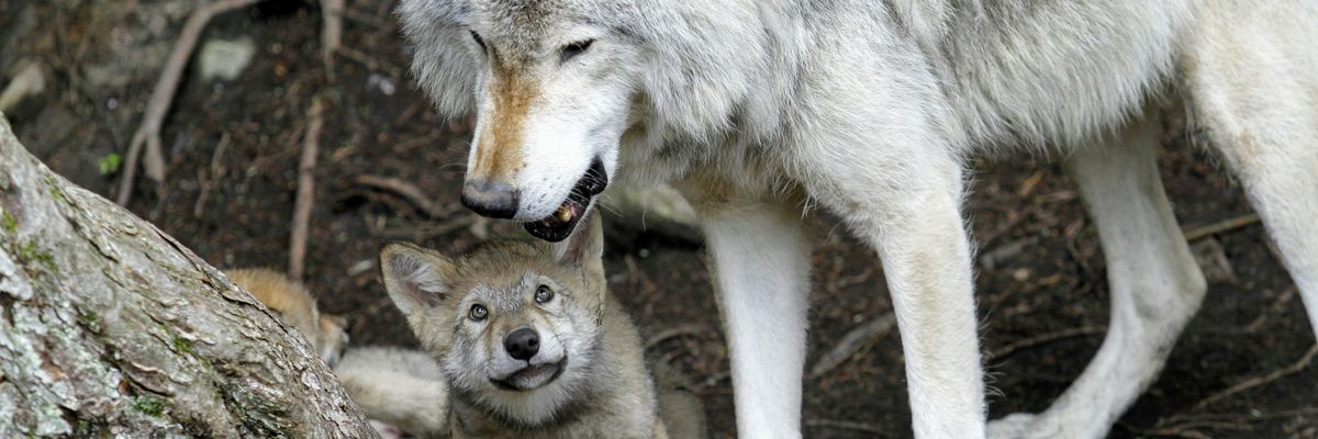 A gray wolf pup sits next to an adult wolf near a tree trunk.